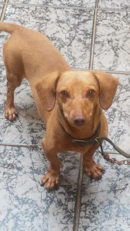 Cachorro ra a Dachshund idade 3 anos nome Simba