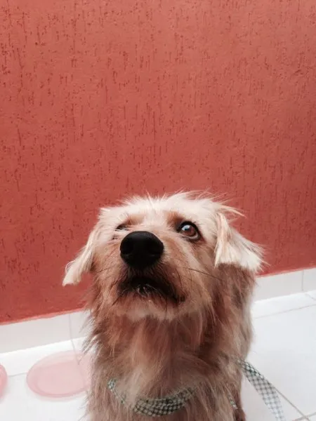 Cachorro ra a Vira-lata idade 3 anos nome Marcão Paçoca