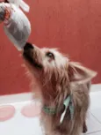 Marcão Paçoca