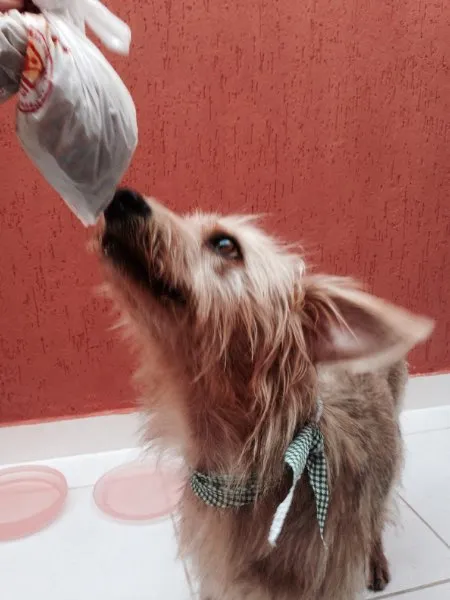 Cachorro ra a Vira-lata idade 3 anos nome Marcão Paçoca