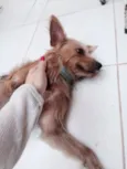 Marcão Paçoca