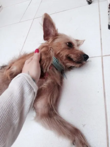 Cachorro ra a Vira-lata idade 3 anos nome Marcão Paçoca