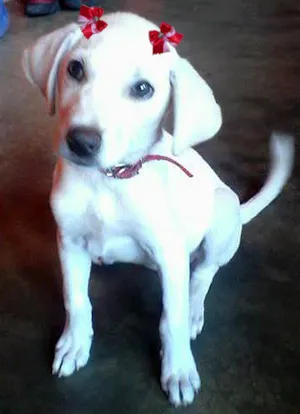 Cachorro raça SRD idade  nome Pérola