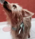 Marcão Paçoca