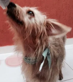Cachorro raça Vira-lata idade 3 anos nome Marcão Paçoca