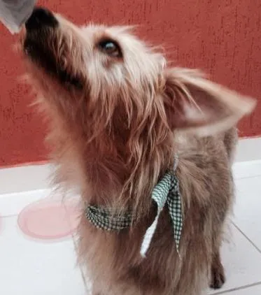 Cachorro ra a Vira-lata idade 3 anos nome Marcão Paçoca