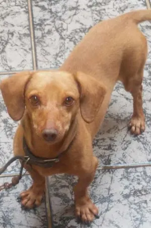 Cachorro raça Dachshund idade 3 anos nome Simba