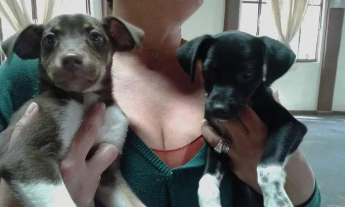 Cachorro ra a SRD idade 2 a 6 meses nome Meninas