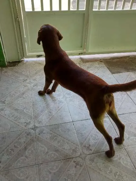 Cachorro ra a Labrador idade 1 ano nome Ralf