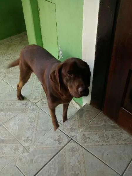 Cachorro ra a Labrador idade 1 ano nome Ralf