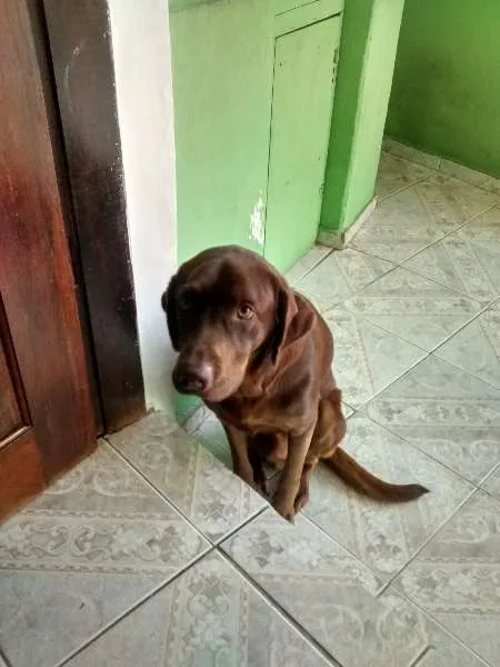 Cachorro ra a Labrador idade 1 ano nome Ralf