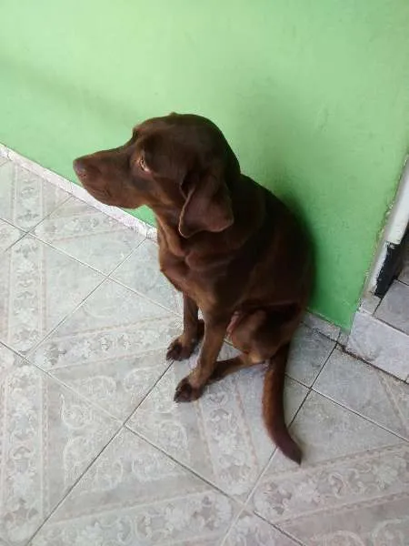 Cachorro ra a Labrador idade 1 ano nome Ralf