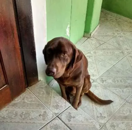 Cachorro ra a Labrador idade 1 ano nome Ralf