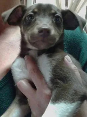 Cachorro raça SRD idade 2 a 6 meses nome Meninas