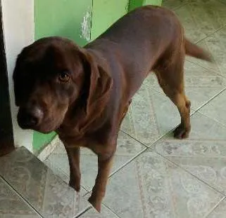 Cachorro ra a Labrador idade 1 ano nome Ralf