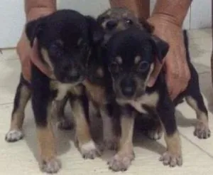 Cachorro raça Vira-Lata idade Abaixo de 2 meses nome Lindos