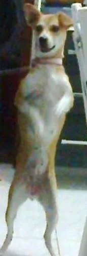 Cachorro raça viralata idade 4 anos nome flor