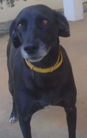 Cachorro ra a Não definida idade 4 anos nome Jaboticaba