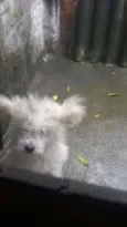 spike