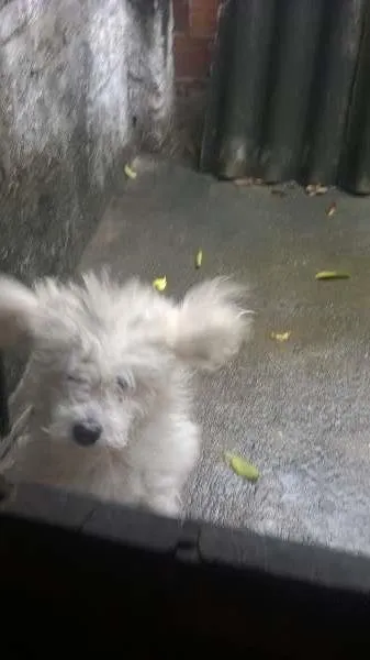 Cachorro ra a Poodle idade 2 anos nome spike