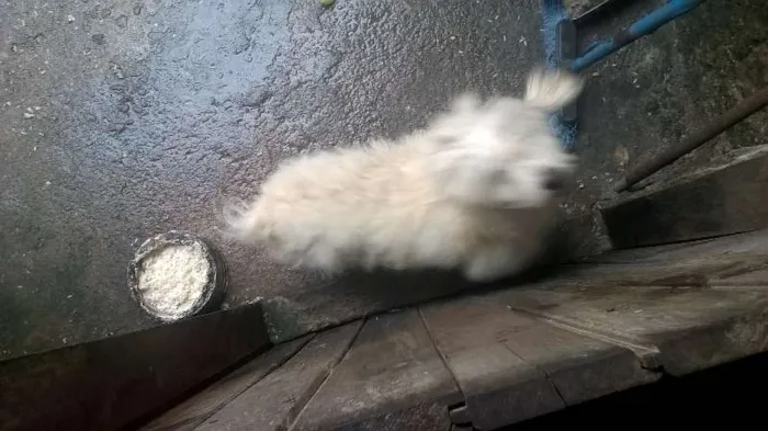 Cachorro ra a Poodle idade 2 anos nome spike