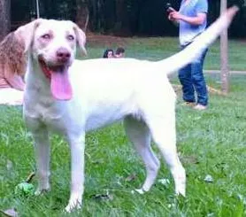 Cachorro ra a Labrador idade 1 ano nome Mel