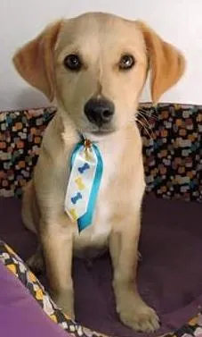 Cachorro raça  idade 2 a 6 meses nome Batatinha (Daniela 