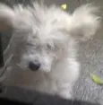 spike