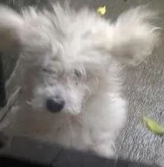 Cachorro raça Poodle idade 2 anos nome spike