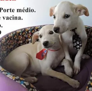 Cachorro raça  idade 2 a 6 meses nome Spike e Luck (Danie