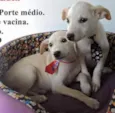 Spike e Luck (Danie
