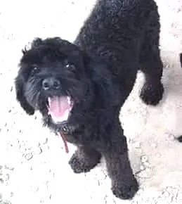 Cachorro raça Poodle e basset idade 1 ano nome Fiona e fred