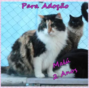 Gato raça SRD idade 1 ano nome Malú