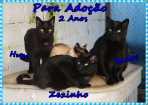 Gato raça SRD idade 2 anos nome Pretinhos Básicos