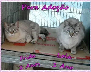 Gato raça SRD idade 2 anos nome Frida e Lola