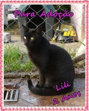 Gato raça srd idade 2 anos nome Lili