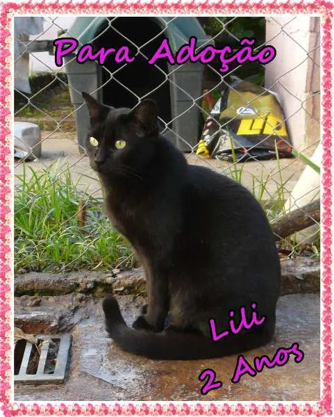 Gato ra a srd idade 2 anos nome Lili