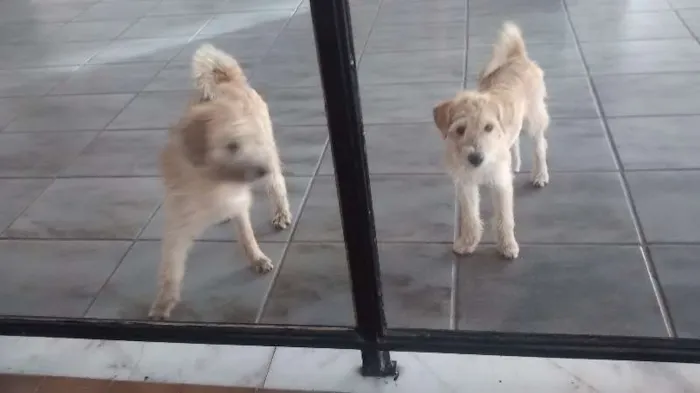 Cachorro raça Poodle com vira-lata idade 2 a 6 meses nome Branquinhos