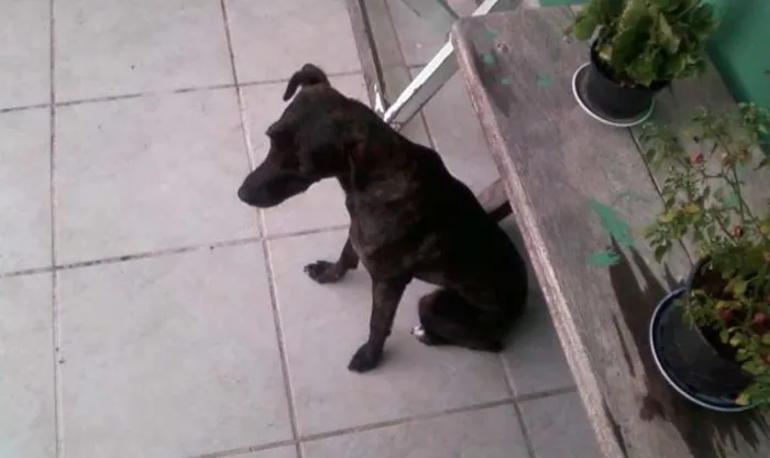 Cachorro ra a vira lata idade 4 anos nome Anita