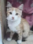 Hana