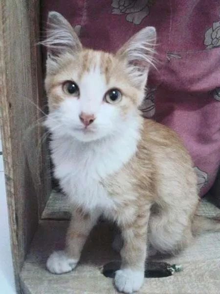 Gato ra a Nao definida idade 2 a 6 meses nome Hana