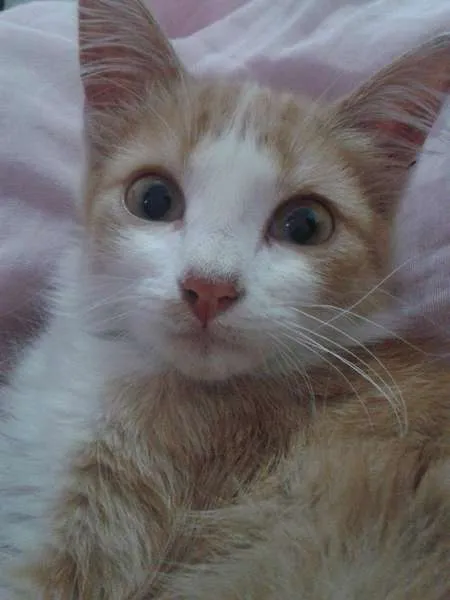 Gato ra a Nao definida idade 2 a 6 meses nome Hana