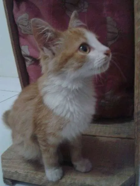 Gato ra a Nao definida idade 2 a 6 meses nome Hana