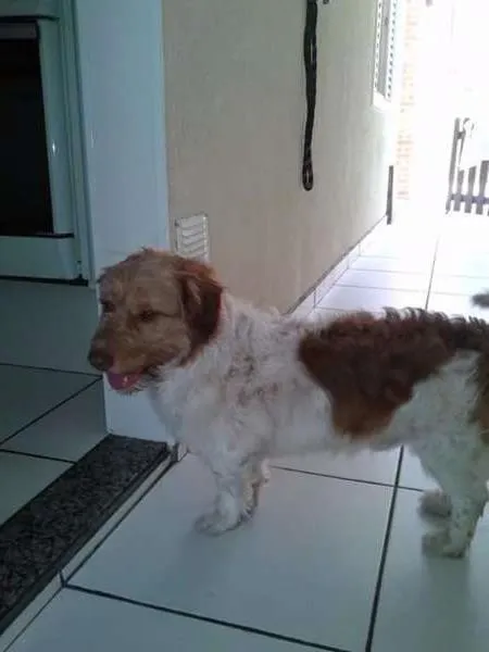 Cachorro ra a Mestiço border collie com poodle idade 3 anos nome Ralf