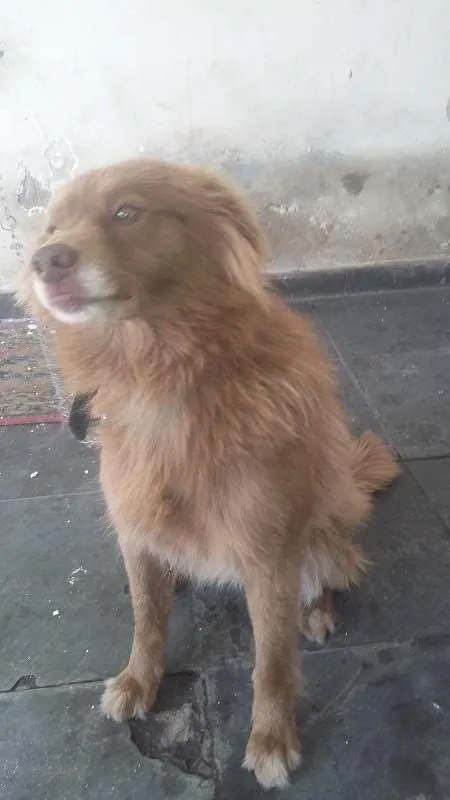 Cachorro ra a acho q uma mistura de labrador com pitbull idade 3 anos nome Marlon