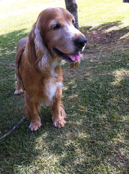 Cachorro ra a Cocker idade 6 ou mais anos nome Sirius