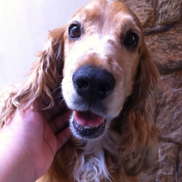 Cachorro ra a Cocker idade 6 ou mais anos nome Sirius