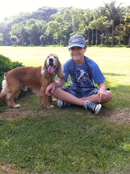 Cachorro ra a Cocker idade 6 ou mais anos nome Sirius