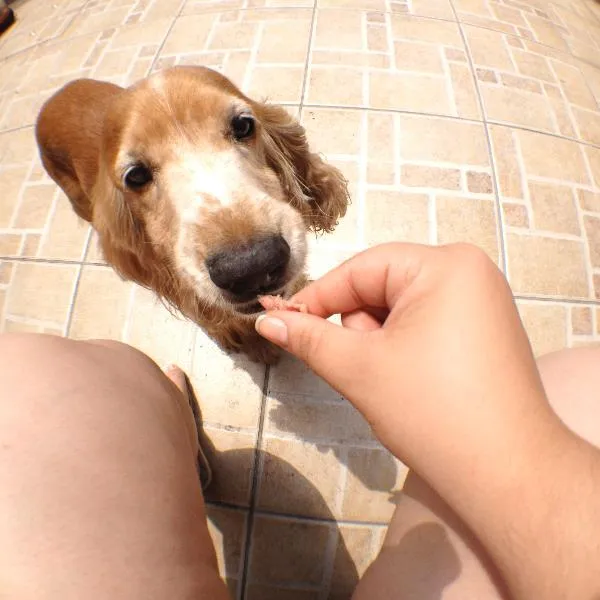 Cachorro ra a Cocker idade 6 ou mais anos nome Sirius