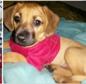 Cachorro raça Virá lata idade 2 a 6 meses nome Byju